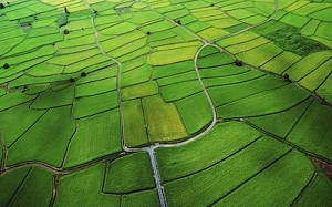 Rice Paddy